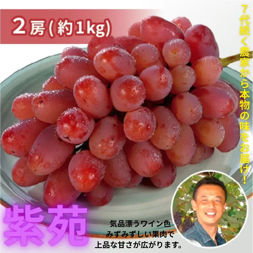 今井果樹園の紫苑2房（約1.0kg）【11月上旬～12月上旬発送】