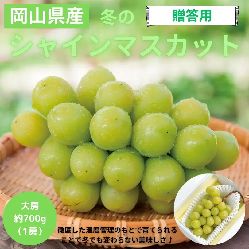 冬のシャインマスカット 大房（約700g）【11月下旬～12月下旬発送】