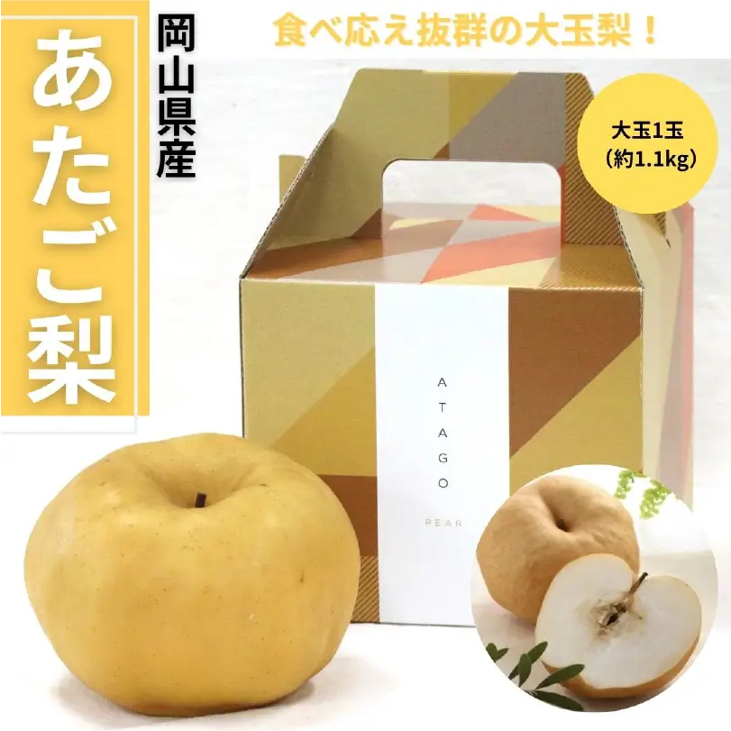 岡山県産あたご梨　大玉1玉（1.1kg）【11月下旬～12月中旬発送】