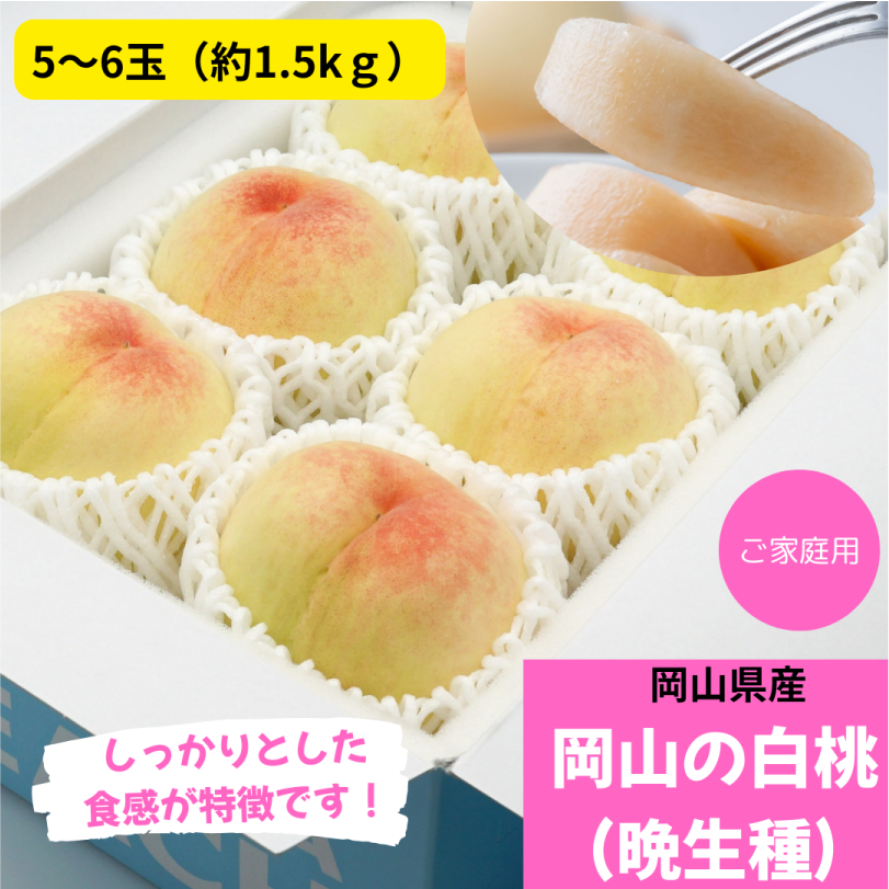 お徳用　岡山の白桃（晩生種）　約1.5㎏（5～6玉）【8月上旬～8月下旬発送】
