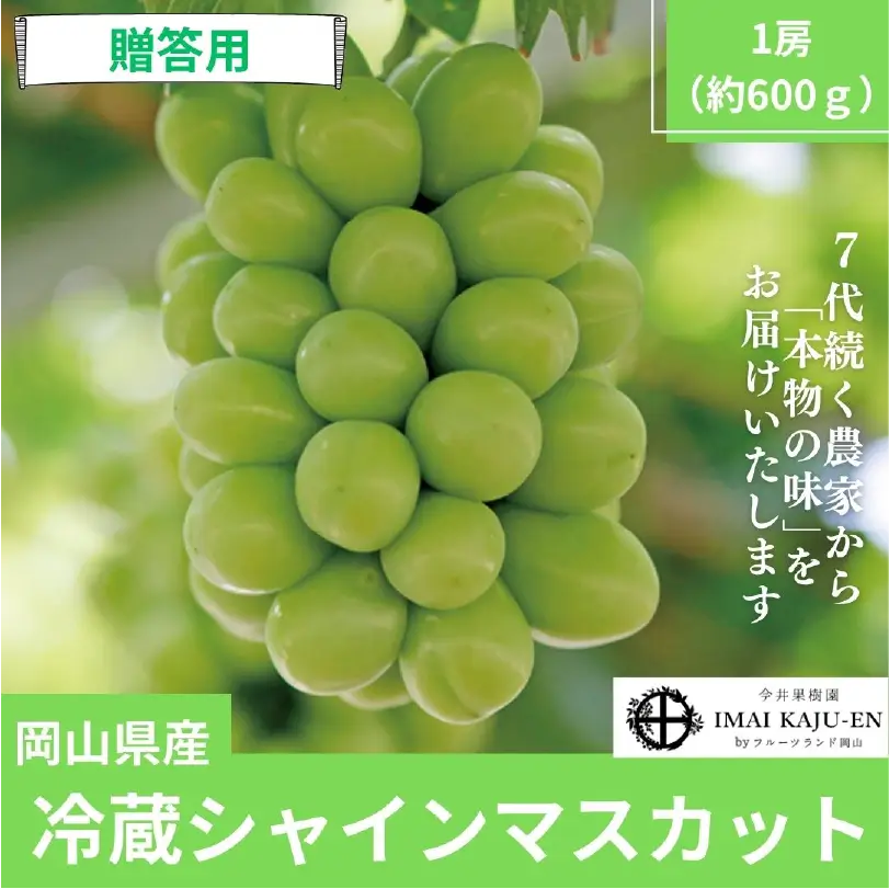 冷蔵シャインマスカット1房（約600g）【11月上旬～12月下旬発送】