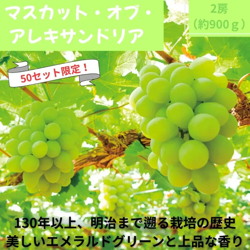 マスカット・オブ・アレキサンドリア　約900g（2房）【7月上旬～8月中旬発送】