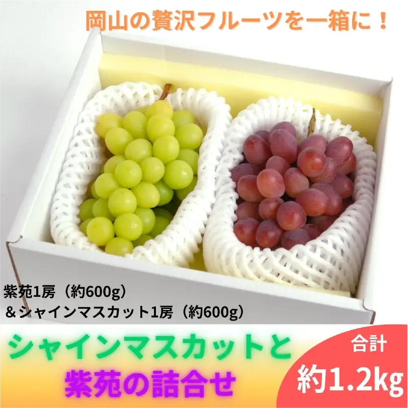 シャインマスカットと紫苑（しえん）の詰合せ【11月下旬～12月上旬発送】