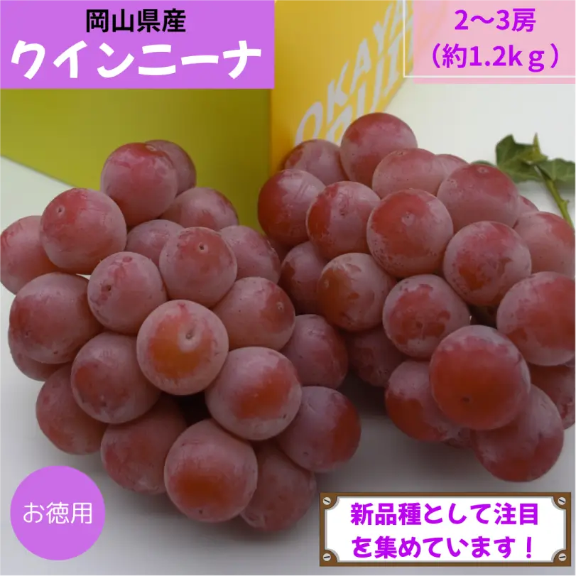 お徳用　岡山県産クインニーナ　約1.2kg（2～3房）【9月中旬～9月下旬発送】