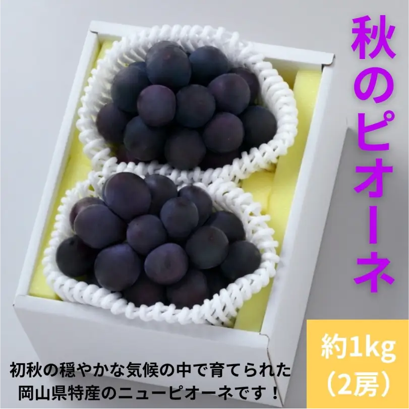 秋のピオーネ約1ｋｇ（2房）【9月下旬～10月中旬発送】