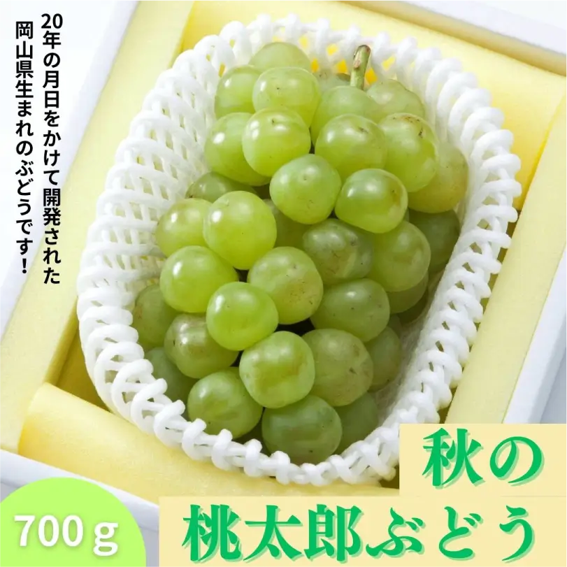 秋の桃太郎ぶどう（大房・約700ｇ）【9月下旬～10月中旬発送】