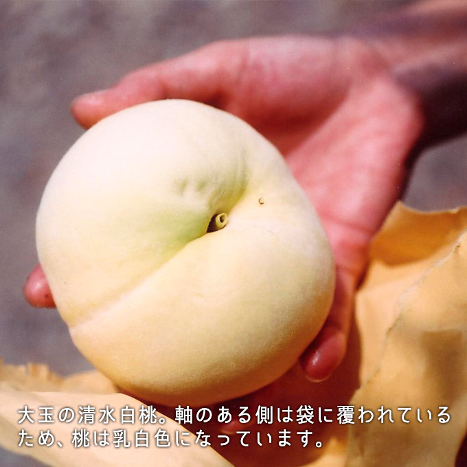 岡山県産桃「清水白桃」約3.5Kg 144