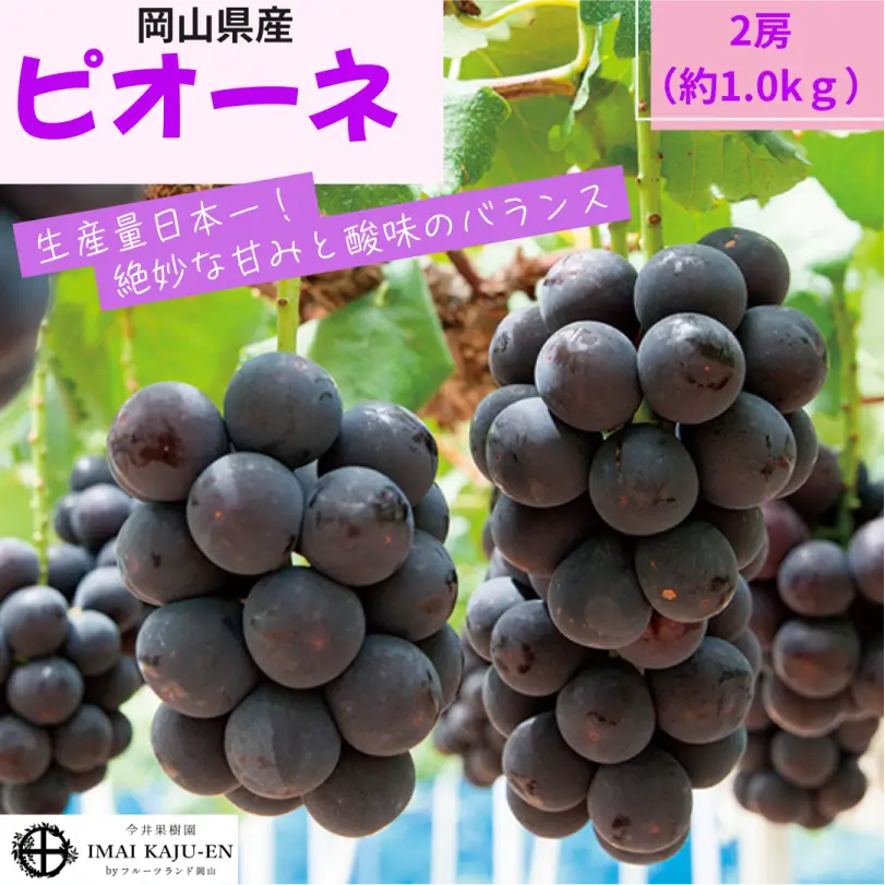 ニューピオーネ 約1.0㎏(2房)【7月中旬~8月下旬発送】