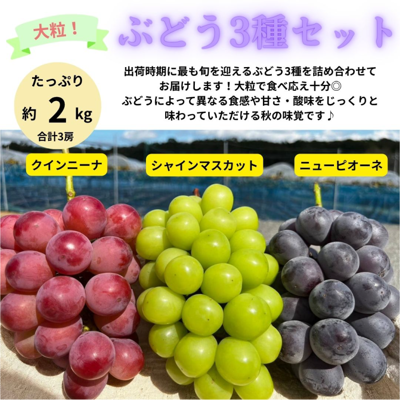 大粒ぶどう3種セット約2kg（3房）【9月下旬～12月中旬発送】