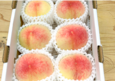 岡山県産 白桃 特別販売