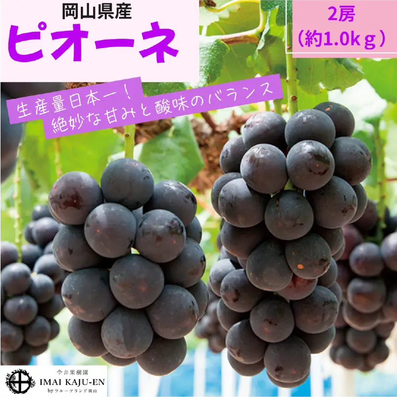 ニューピオーネ　約1.0㎏（2房）【7月中旬～8月下旬発送】