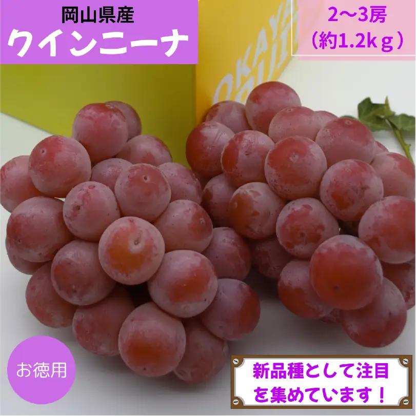 お徳用　岡山県産クインニーナ　約1.2kg（2～3房）【9月中旬～9月下旬発送】